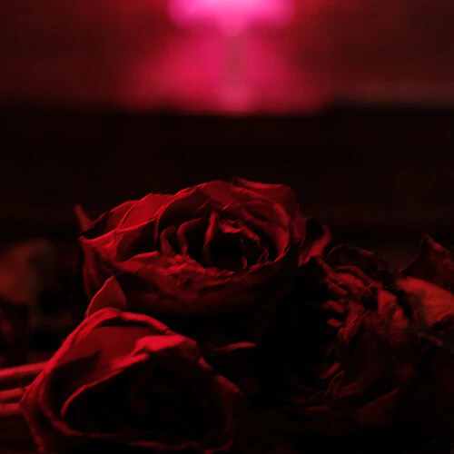 Paper Kites - Roses LP NEW
